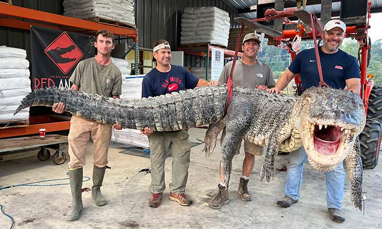 Longest alligator in Mississippi history captured by hunters