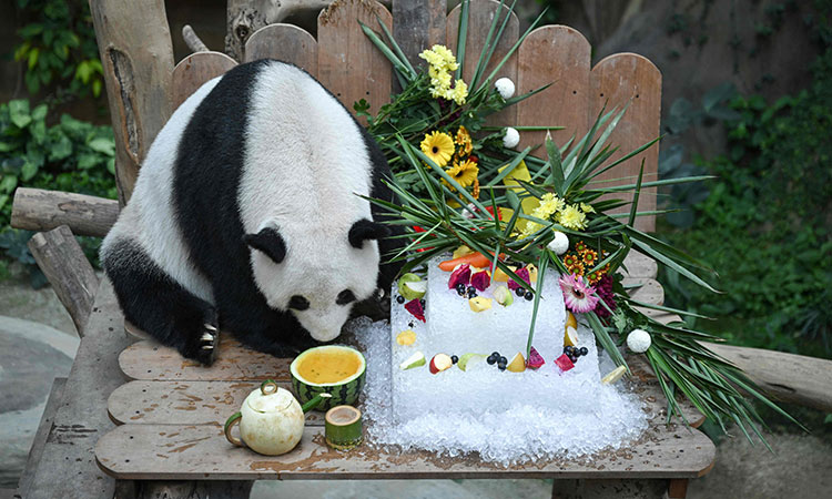 Tears as Malaysia-born panda cubs head to China