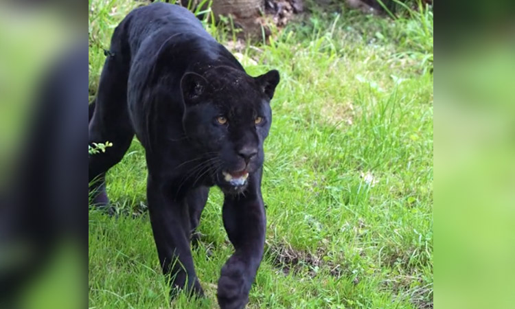 Zoo welcomes ‘bold and beautiful’ jaguar in effort to protect ‘remarkable’ species