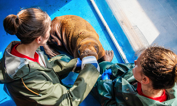 Walrus calf gets plenty of cuddling and care after being rescued in Alaska