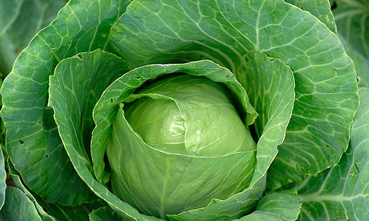 Celebrate the sweet side of cabbage