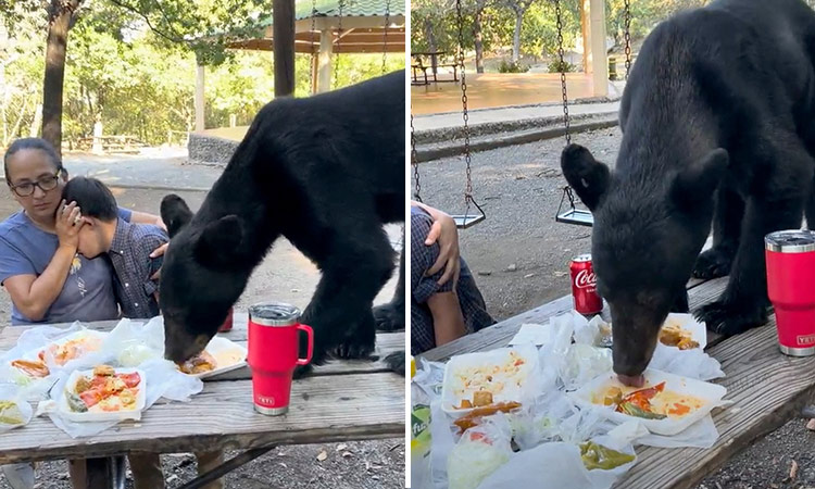 VIDEO: Mexican mother bravely shields her son as bear leaps on picnic table to devour tacos and enchiladas