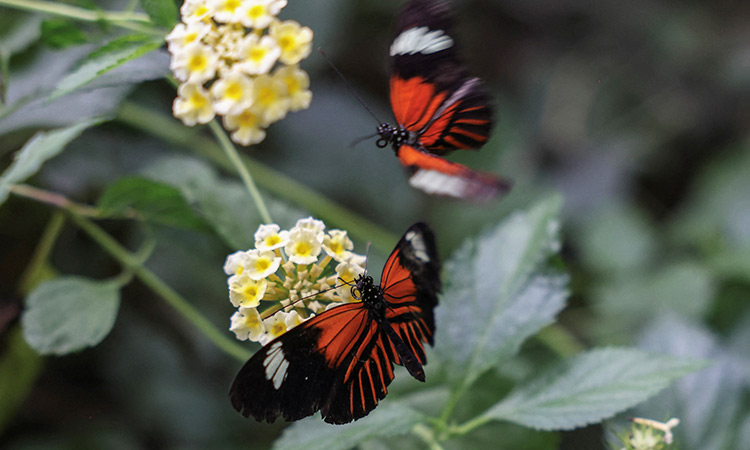 Climate change a worry for Greece's hungry butterflies