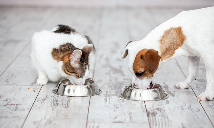 Wash your pet's food and water bowls to prevent salmonella