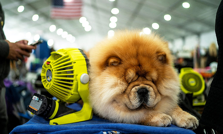 At Westminster dog show, a display of dogs and devotion