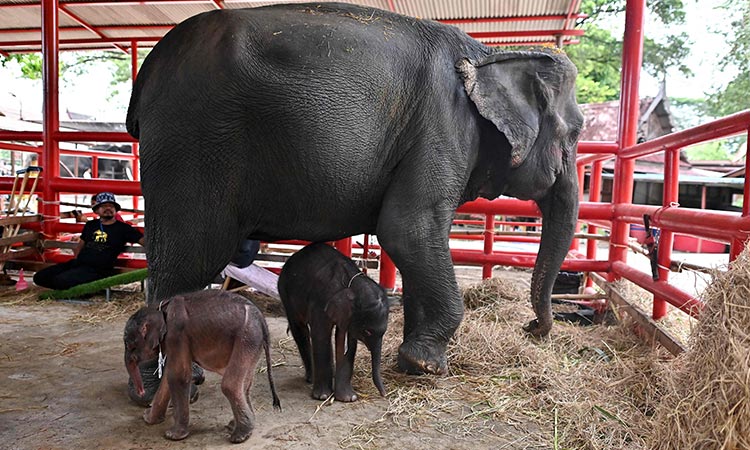 Rare elephant twins born in dramatic birth in Thailand