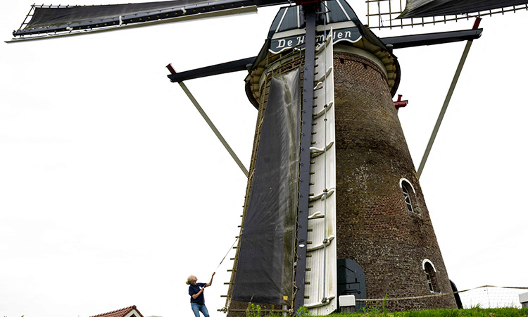 'Windmill love' sees Dutch artist become mill operator