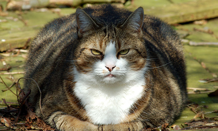 Scientists have a new tool in the fight against obesity — ‘fat cats’