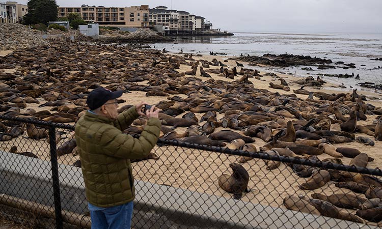 Sea lions take over California beach