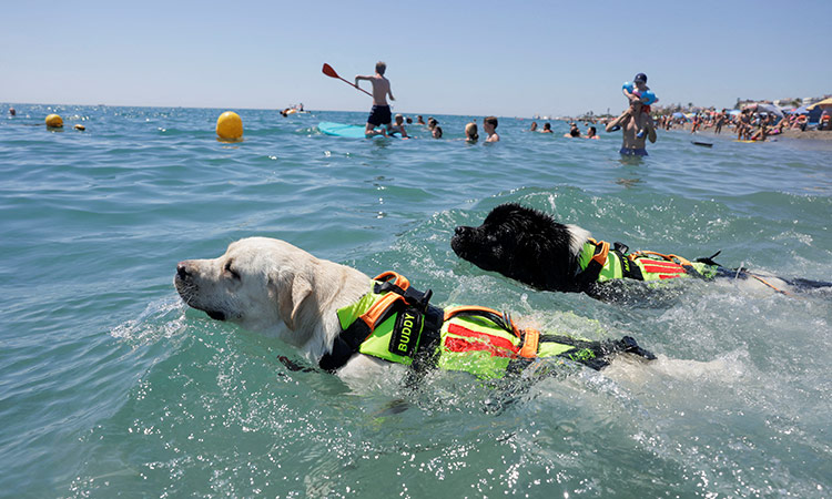 Paws to the rescue: Trained dogs help save lives at Spanish beach