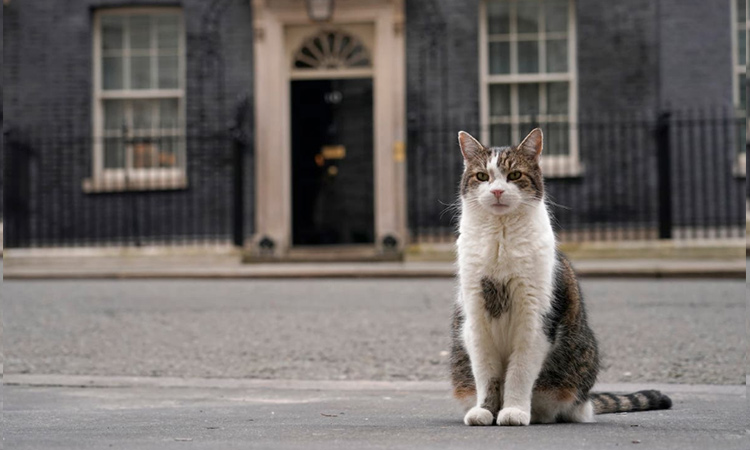 Downing Street makes preparations for the death of Larry the cat, 'Chief Mouser'