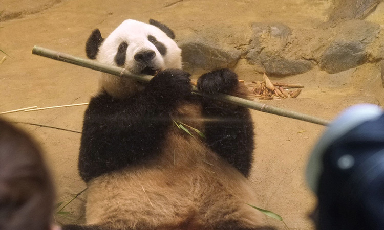 Panda pair in Tokyo to return to China