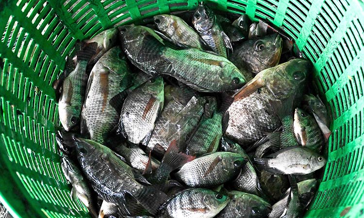 Thailand nets 1.3 million kilograms of invasive fish