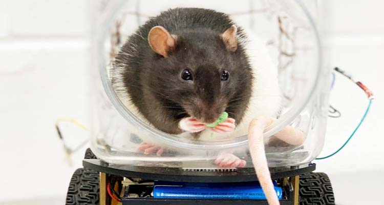 'Rat fever' kills 3 in Tanzania as myterious diseases grip African nations