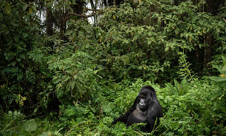 Chimpanzees kill gorillas for the first time in history over food