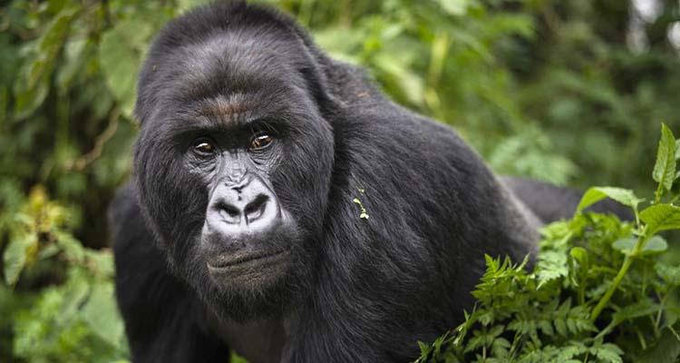 Africa's most famous silverback gorilla Rafiki killed by poachers