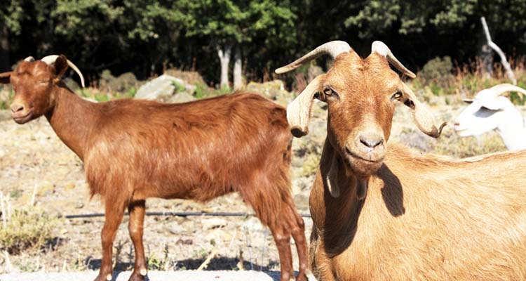 VIDEO: Indian police arrest goat for not wearing mask