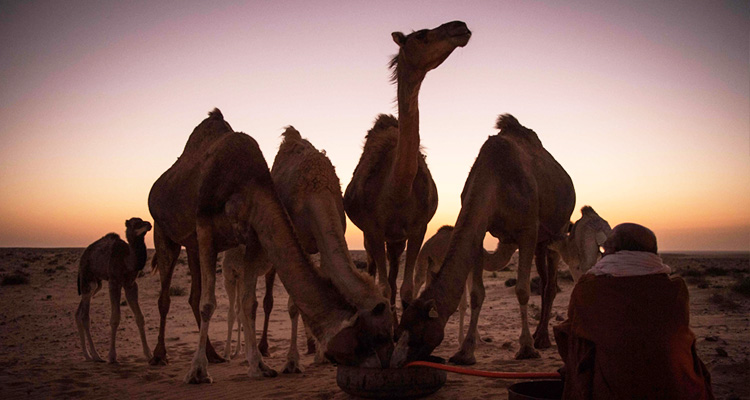 Man buys camel feed for 7 years without paying ‘Dhs64,790 in debt,’ case moved to court