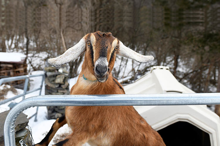 Goat rams through sliding glass door, naps inside bathroom