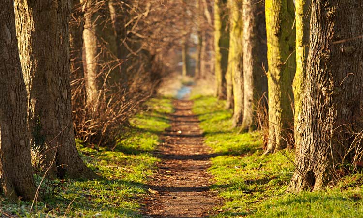 Nature advances as humans retreat