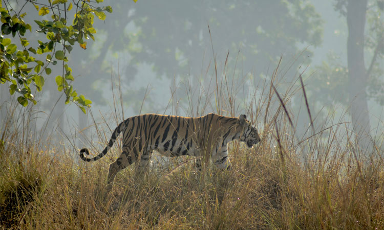 Invasive species spell danger for tiger reserves