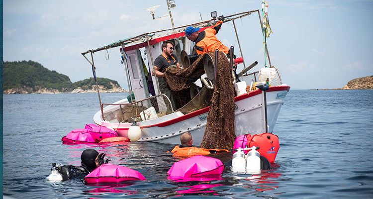 Seasonal ban on shark, safi, sheri fishing in UAE from March 1