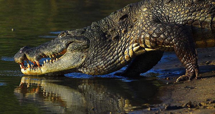 Philippine boy gets eaten by croc in latest attack