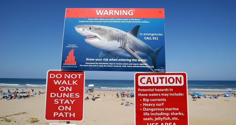 Sydney swimmer hospitalised by ‘harmless’ shark