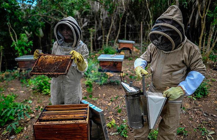 Women honey hunters become beekeepers