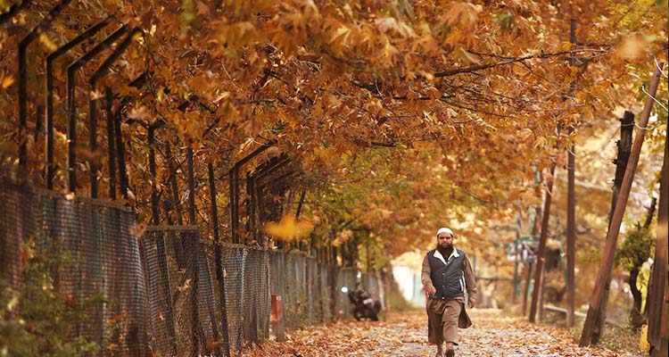 Kashmir's golden yellow autumn arrives without any tourists