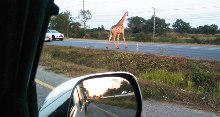 Long road to freedom: fugitive giraffe legs it in Thailand