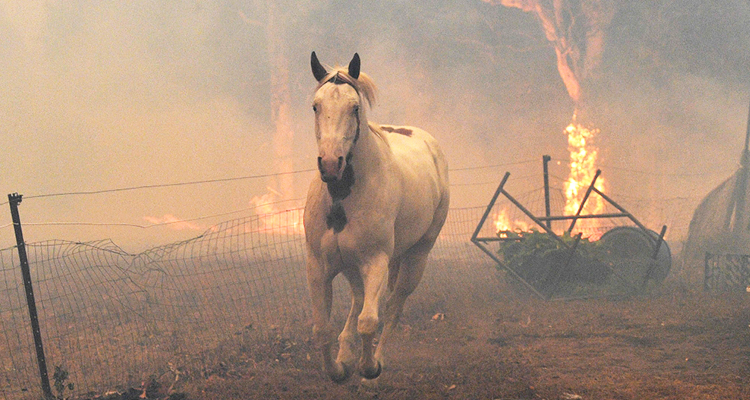 Horse guides rider fleeing Australian bushfires to find safety