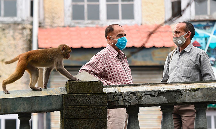 Delhi police nab men who used monkeys to rob people