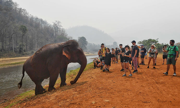 College student crushed to death by elephant while taking selfie in India