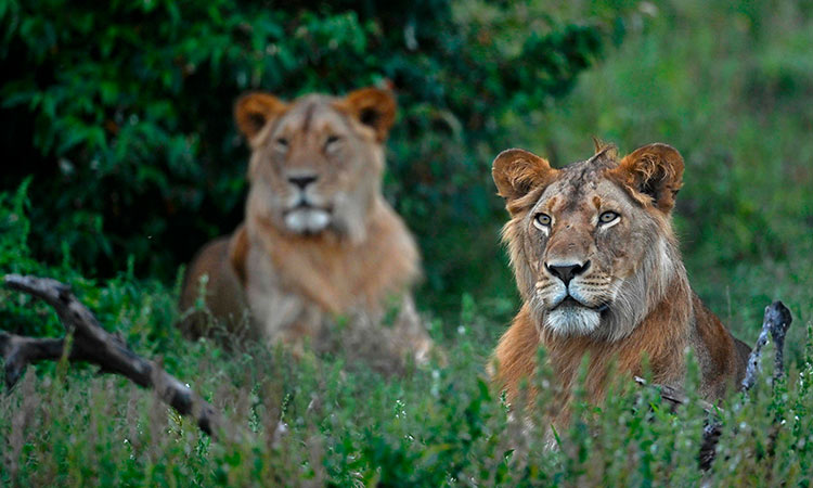 Six lions found dead and dismembered in Uganda National Park