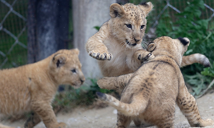 Celebrating and conserving Indian lions