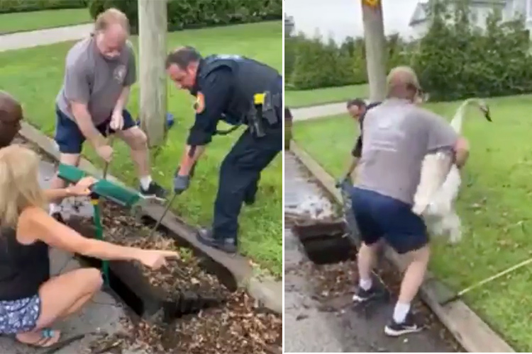 VIDEO: Eagle-eyed girl rescues a distressed swan from storm drain in New York