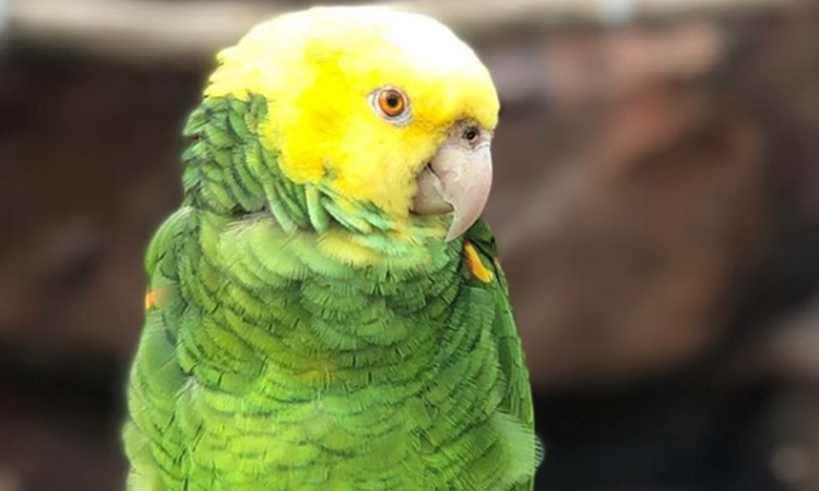 Court fines man Dhs5,000 for pushing bird seller after dispute over a parrot