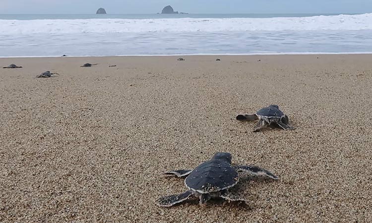 Indonesia’s baby sea turtles make a break for freedom