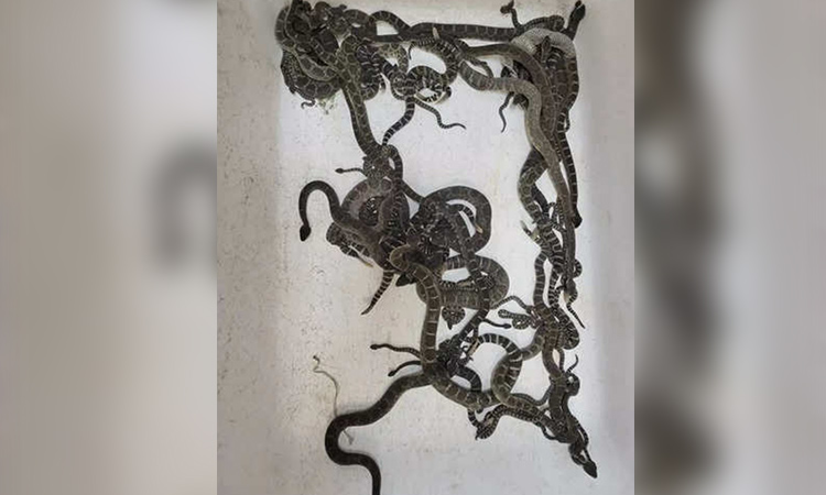 90 rattlesnakes found living in the basement of a home in California