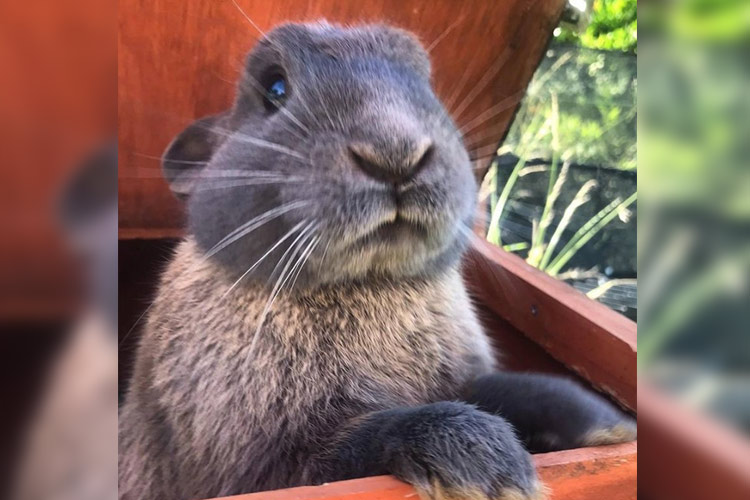 UK police hunt for thieves who stole world’s biggest rabbit