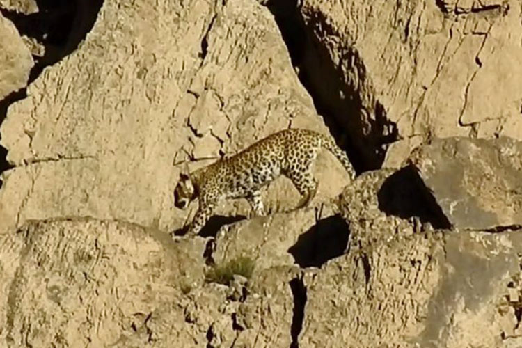 Rare Persian leopard pair sighted in Pakistan