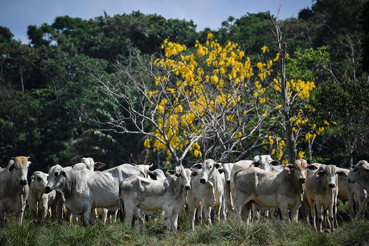 Beef giant Brazil halts China exports after two cases of mad cow disease detected