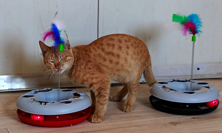 Stray animals find solace at Iraq animal shelter