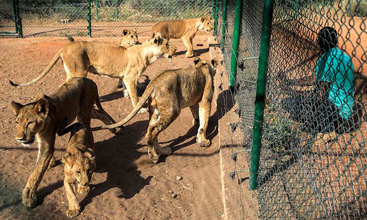 Once-starving lions roar back to life in Sudan sanctuary