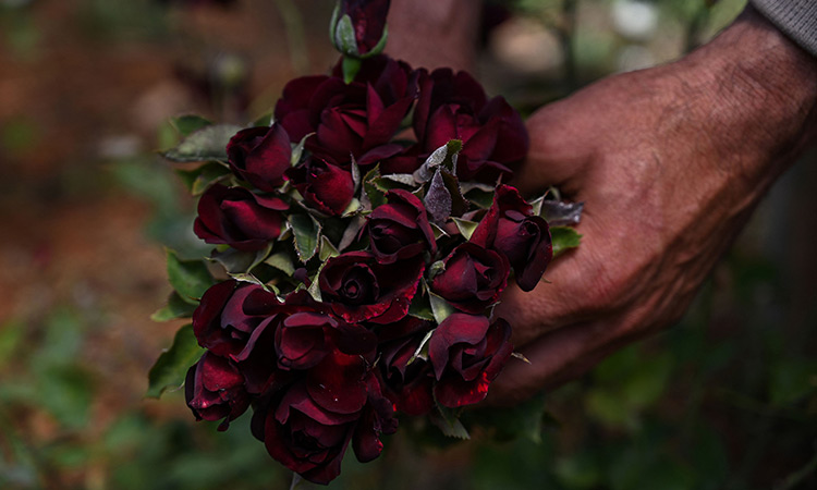 Turkish black rose ‘Karagul’ joins the world market