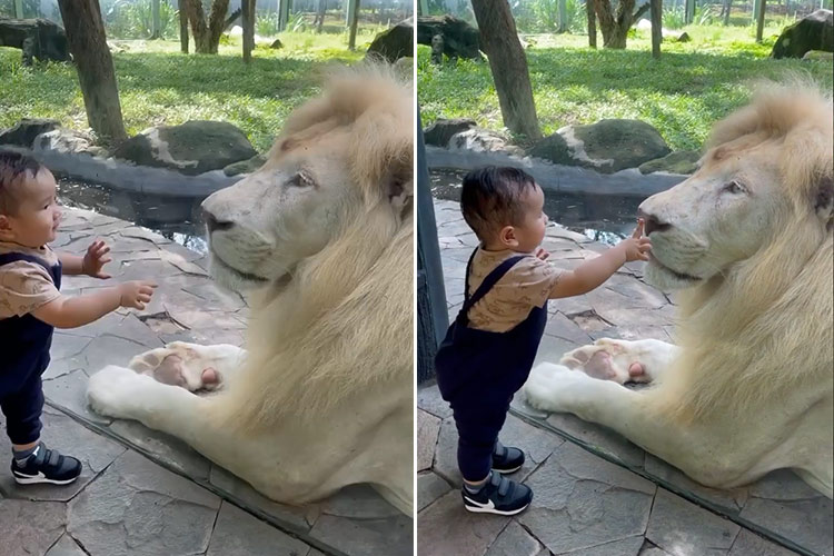 Video of a toddler trying to touch a lion goes viral, netizens can’t stop admiring his fearlessness