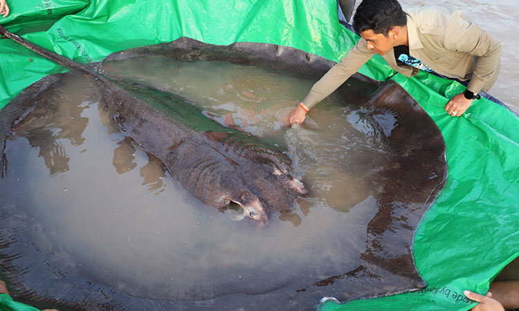 'World's biggest' freshwater fish netted in Cambodia