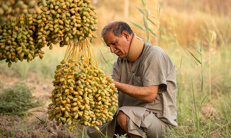 Iraq's date palms: rescuing a national icon