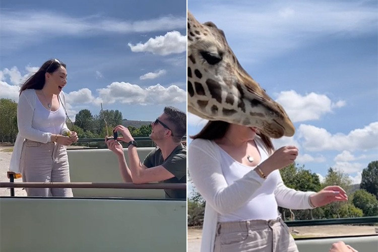 VIDEO: Man proposes to lady, giraffe sticks neck out to spoil the scene